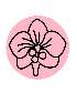 Orchid Icon