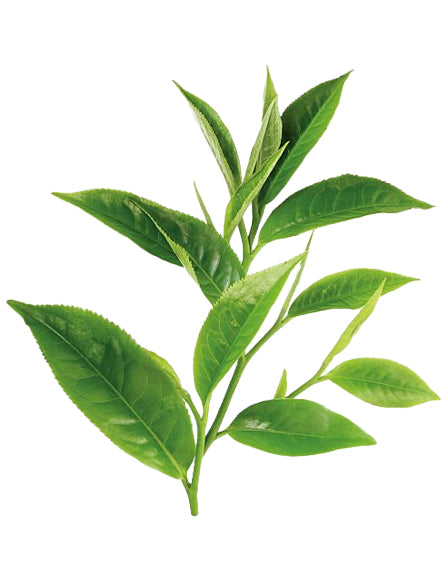 Green Tea-Extract